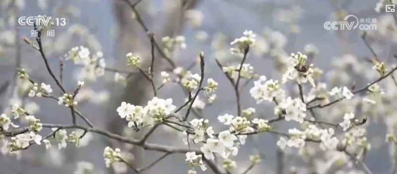 春暖花开景如画 多地赏花游激活乡村旅游经济
