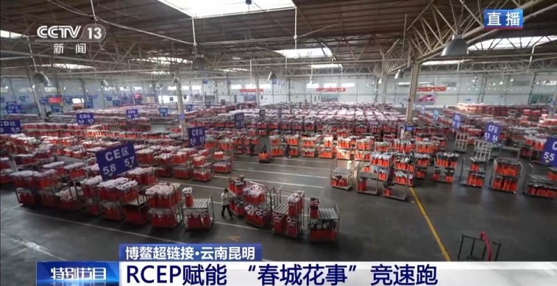 抢“鲜”生意手慢无 云南鲜花香飘世界
