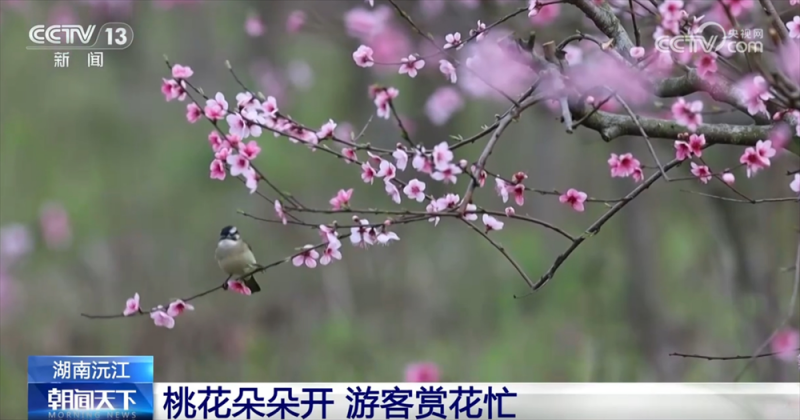 各地抓住“赏花流量”将其转化为“文旅消费增量” 农文旅市场掀热潮