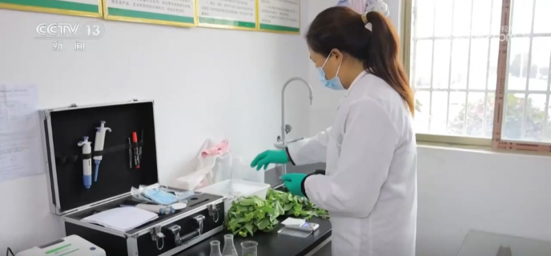 小蔬菜“闯出”大市场 内陆“菜园子”直通粤港澳大湾区“菜篮子”