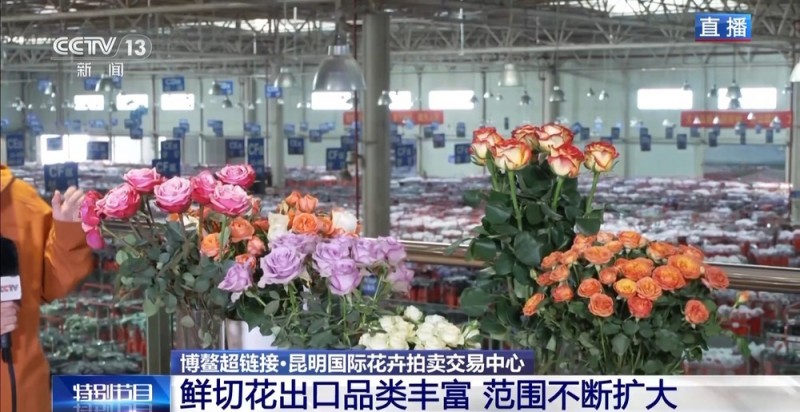 抢“鲜”生意手慢无 云南鲜花香飘世界