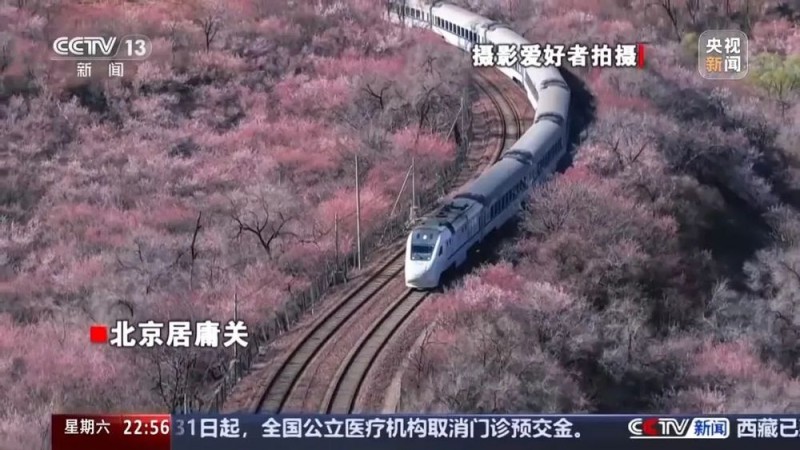 看丹观察丨感受“孤独的树”之美，也要有边界！