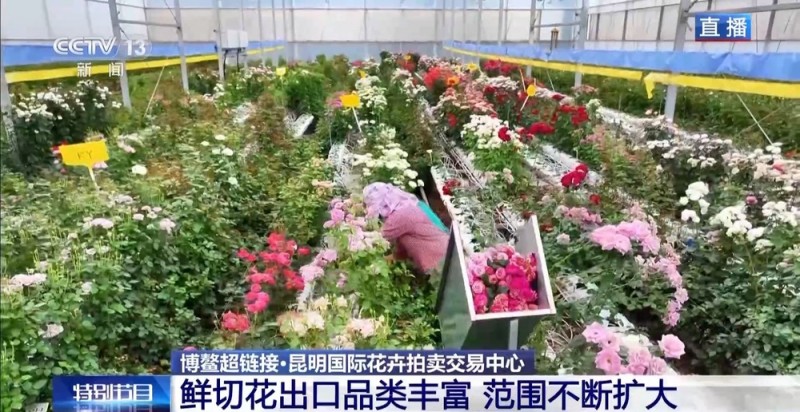 抢“鲜”生意手慢无 云南鲜花香飘世界
