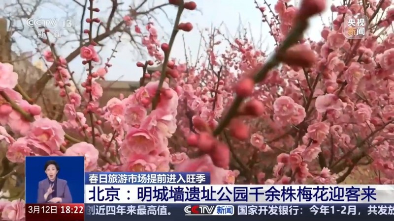 北京、南京等多地春游人气火爆 邀你来一场“追花之旅”