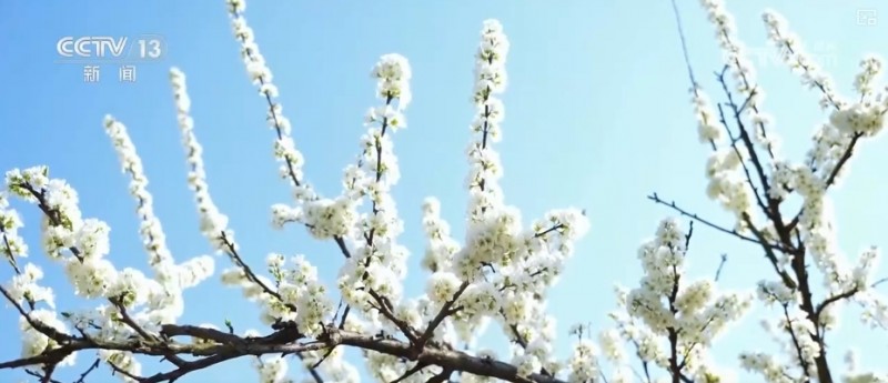 春赏花、夏榨油、秋收粮 “赏花+”扮“靓”经济新增长点