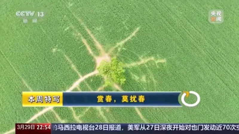 看丹观察丨感受“孤独的树”之美，也要有边界！