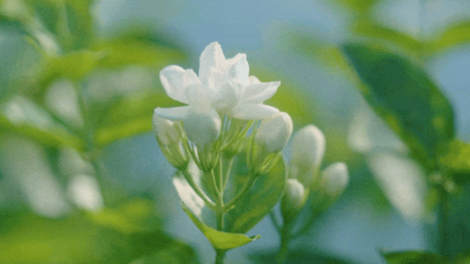 好品中国丨好一朵美丽的茉莉花