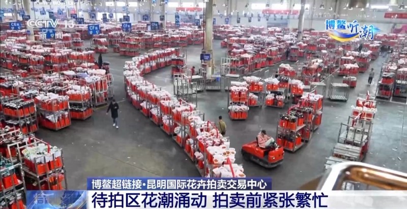 抢“鲜”生意手慢无 云南鲜花香飘世界