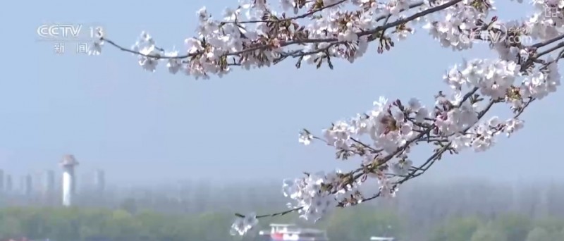 春赏花、夏榨油、秋收粮 “赏花+”扮“靓”经济新增长点