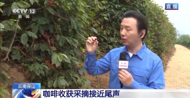 “左手咖啡右手茶” 两张产业名片助力云南经济腾飞