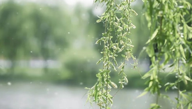 花粉过敏季又来了！“元凶”竟然不是鲜花？教你预防→