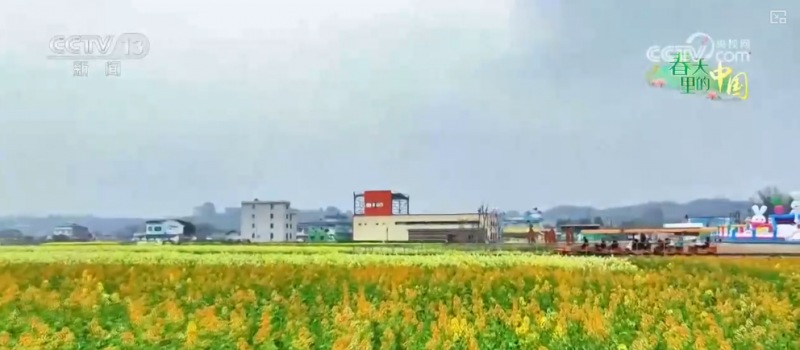沉浸式感受春日花海独特魅力 “赏花经济”为乡村振兴“增香添彩”