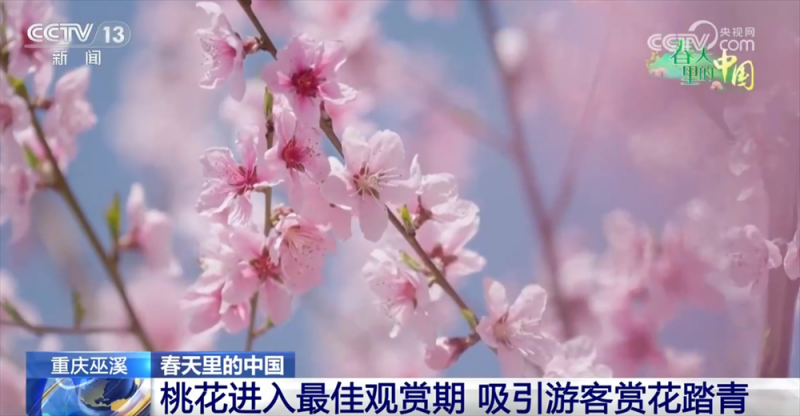 智“绘”春耕“新”图景 “赏花经济”为乡村振兴“景”上添“彩”