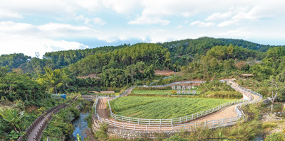 凭借独特风味和品质走俏国际市场――云南咖啡 香飘世界（国际视点）