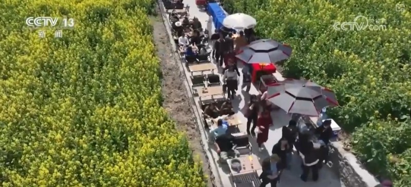 春赏花、夏榨油、秋收粮 “赏花+”扮“靓”经济新增长点