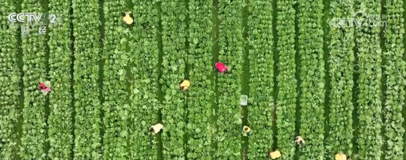最快7小时直达香港市场！这个海关为实现蔬菜“跨区直供”进行了哪些实践？
