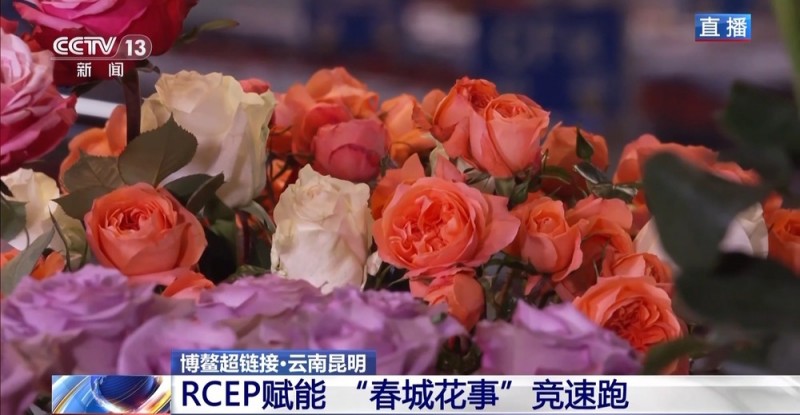 抢“鲜”生意手慢无 云南鲜花香飘世界