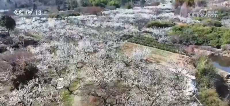 春赏花、夏榨油、秋收粮 “赏花+”扮“靓”经济新增长点