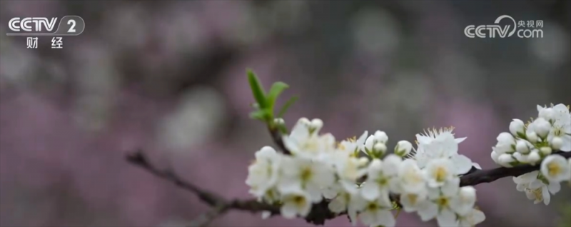 各地催热“赏花经济”新业态 绿色发展路径“以花兴业”焕发蓬勃生机