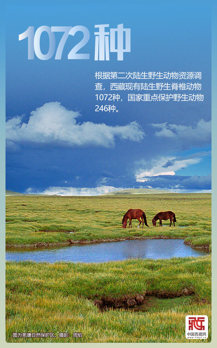 海报｜西藏持续打造生态文明高地