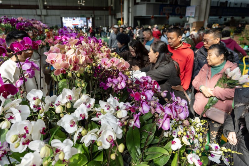 中国经济样本观察・“镇”了不起｜从花田花市到花都，鲜花“绽放”出双百亿“浪漫经济”