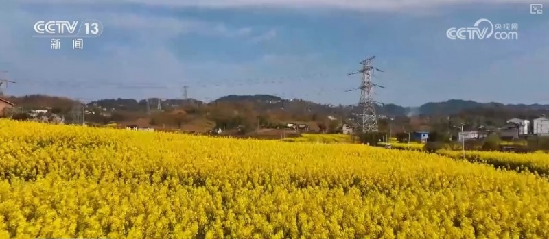 春赏花、夏榨油、秋收粮 “赏花+”扮“靓”经济新增长点