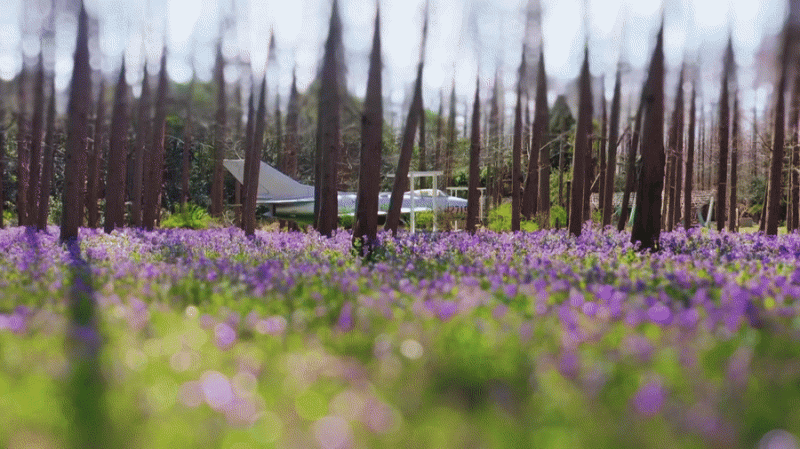 移轴带你看春天｜赏春花、趣春游，在山间田野赴一场春日之约！