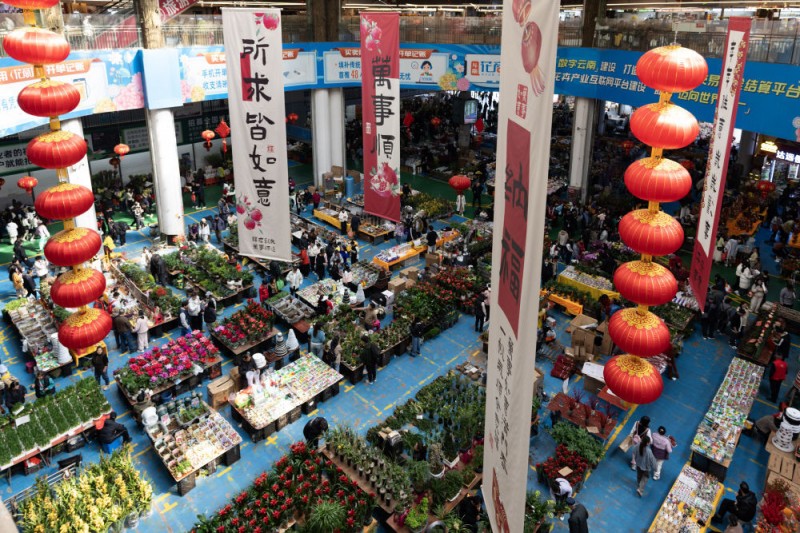 新闻多一点｜云南鲜花：“浪漫经济”美丽绽放