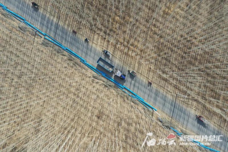 不负好春光 添绿正当时――南疆各地掀起植树造林热潮