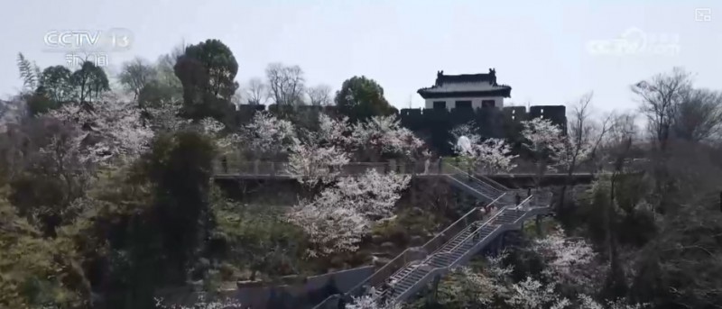 春赏花、夏榨油、秋收粮 “赏花+”扮“靓”经济新增长点
