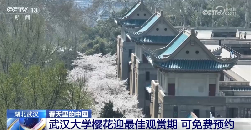 各地抓住“赏花流量”将其转化为“文旅消费增量” 农文旅市场掀热潮
