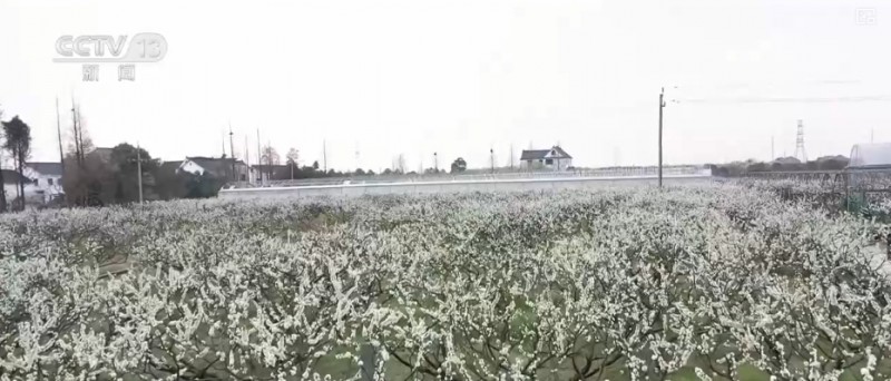 春赏花、夏榨油、秋收粮 “赏花+”扮“靓”经济新增长点