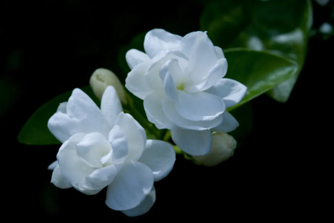 好品中国丨好一朵美丽的茉莉花