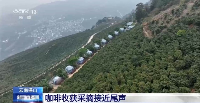 “左手咖啡右手茶” 两张产业名片助力云南经济腾飞