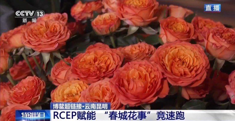 抢“鲜”生意手慢无 云南鲜花香飘世界