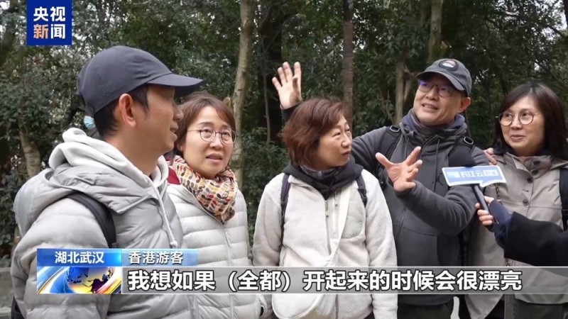 武大樱花季上线三条新线路  志愿者引导逛校园
