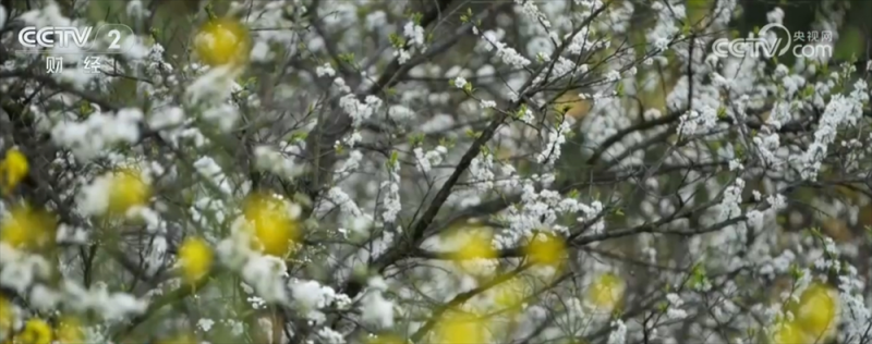 各地催热“赏花经济”新业态 绿色发展路径“以花兴业”焕发蓬勃生机