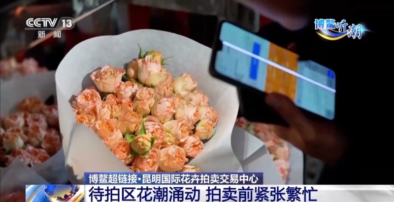 抢“鲜”生意手慢无 云南鲜花香飘世界