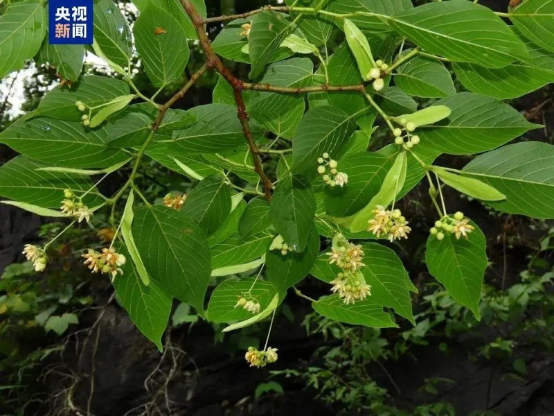 7点出发丨39元的充电线“炸了”上万元手机！数据无法恢复……
