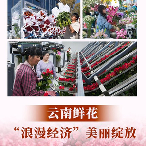 新闻多一点｜云南鲜花：“浪漫经济”美丽绽放