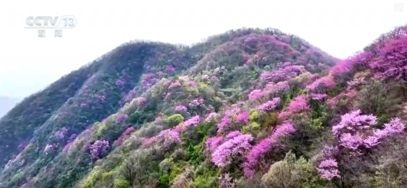 听音乐、赏美景、品美食……“颜值”变“产值”激活乡村春日消费新场景