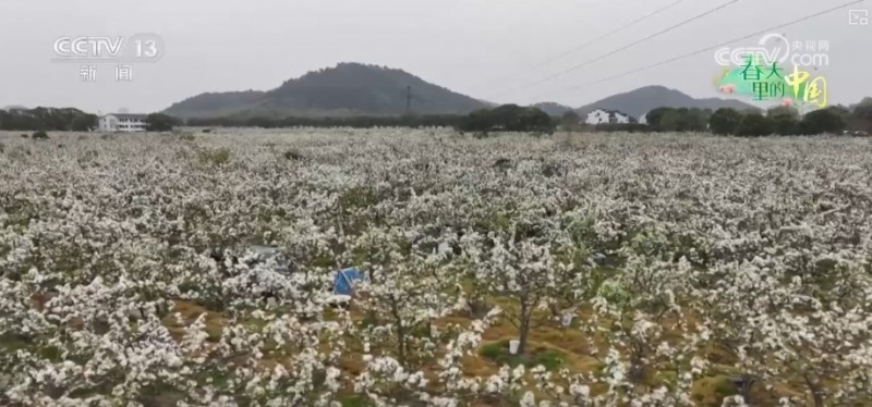 听音乐、赏美景、品美食……“颜值”变“产值”激活乡村春日消费新场景