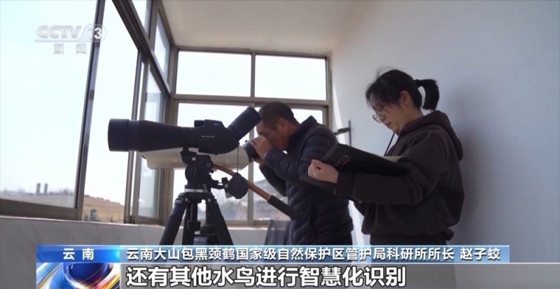 云南黑颈鹤北迁近尾声 越冬鹤群“拉家带口”生活无忧