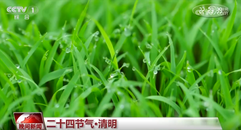 “梨花风起正清明” 神州大地春和景明 恰是一年春好处