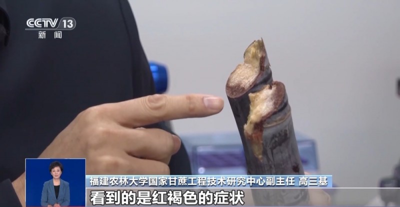 清明前后的甘蔗“毒过蛇”？专家辟谣：元凶是霉菌