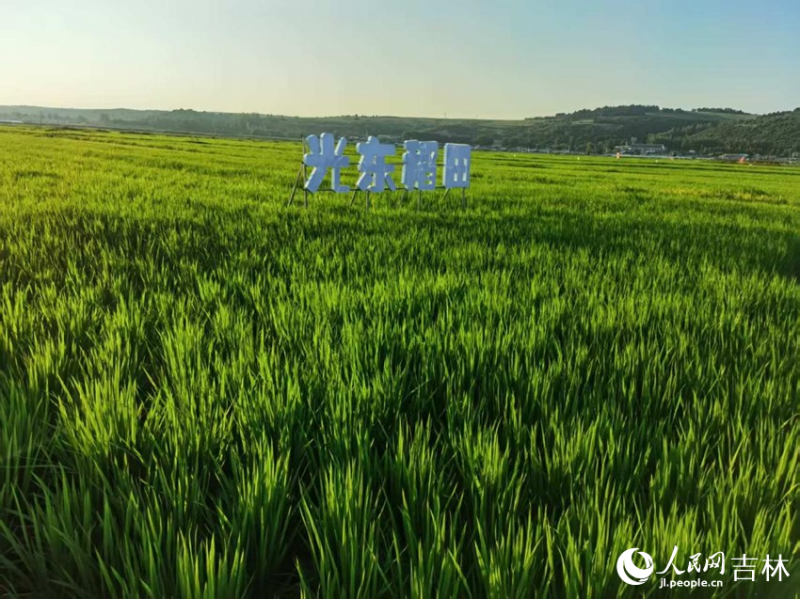 “双金名片”越擦越亮 “中国饭碗”装更多“吉林粮”