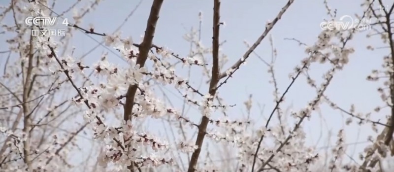 沙漠“锁边”生态日益向好引客来 文旅市场一路繁花释放“新”潜力
