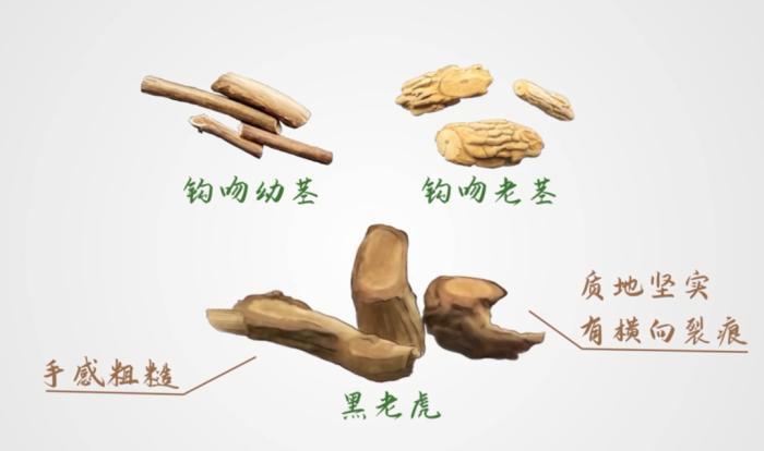 一家6口全中毒，2人进ICU！这种“野菜”千万别采