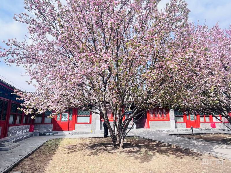 春风又到海棠时  第十四届恭王府“海棠雅集”举办