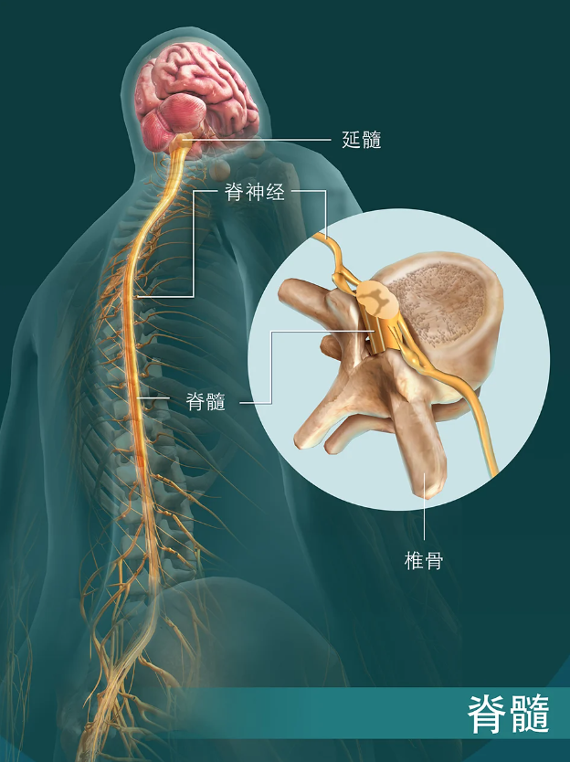 人类为何无法准确控制自己的每一个器官?